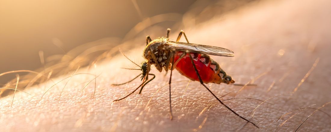 Una zanzara sulla pelle di una persona