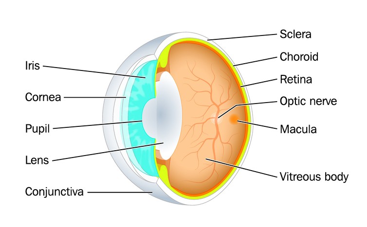 Sindrome chiasmatica