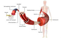 Muscoli