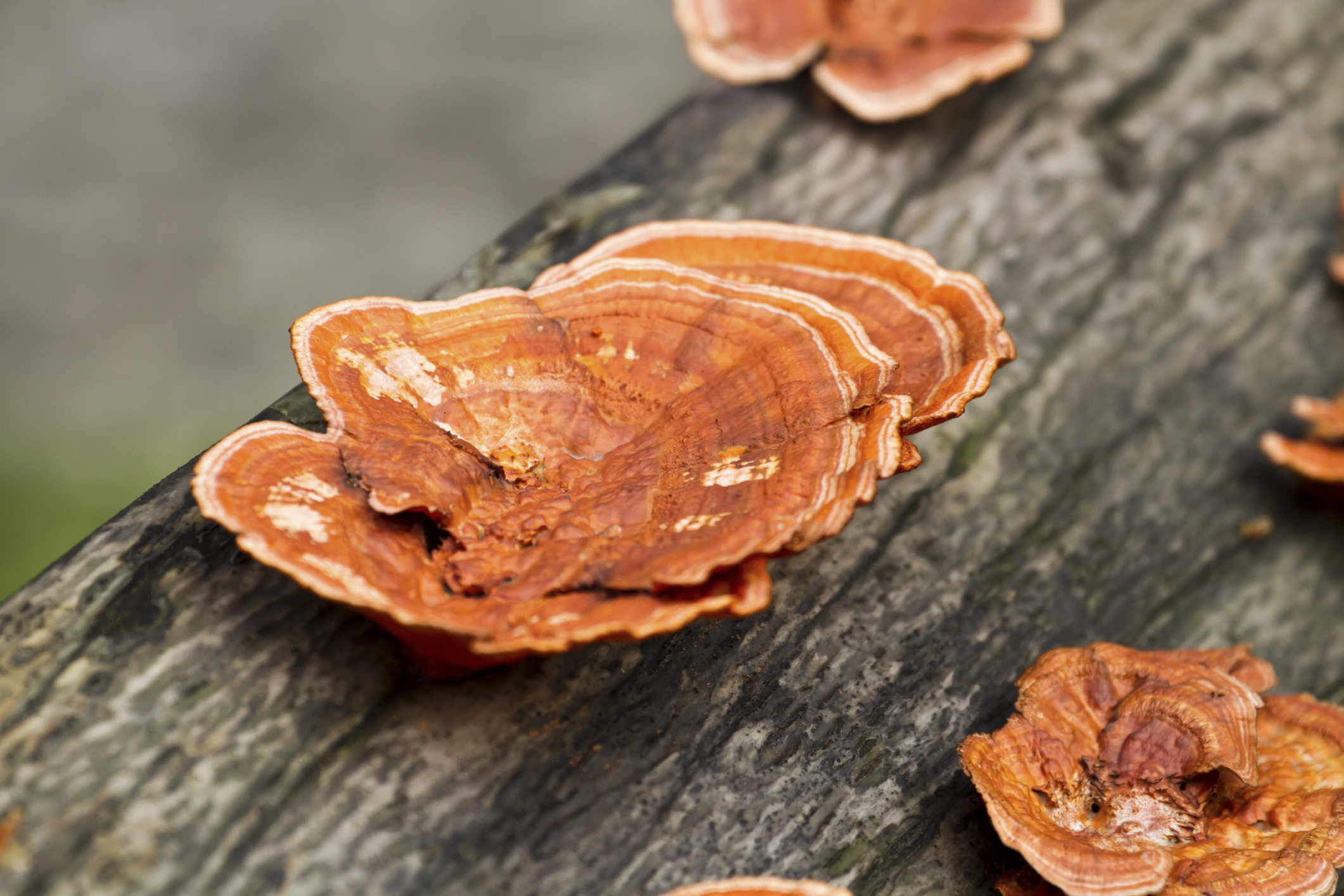 Reishi