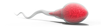 Sperma
