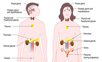 Endocrinopatia