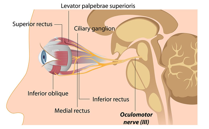Nucleo di Edinger-Westphal