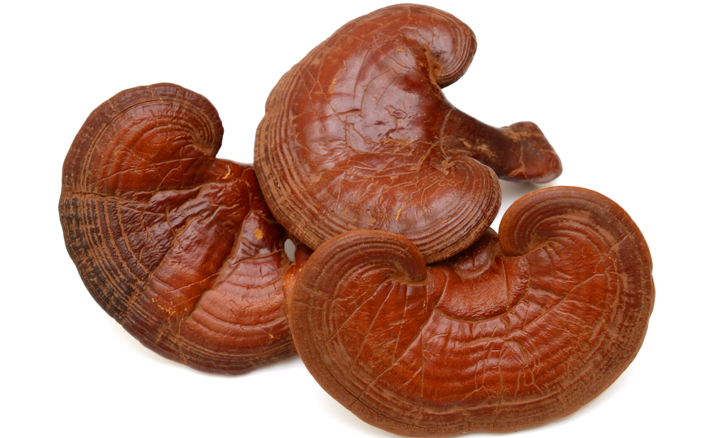 Ganoderma