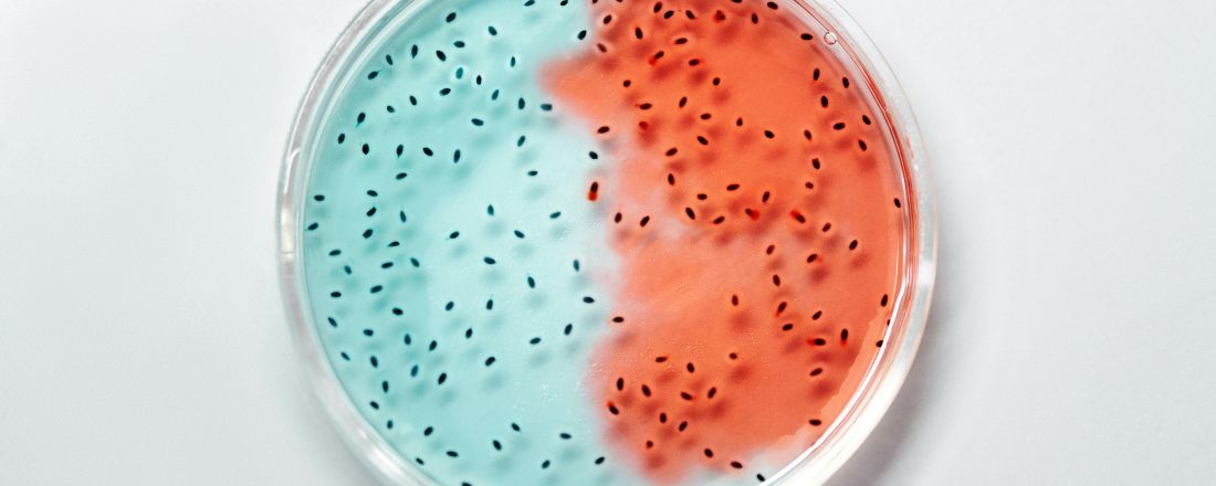 Enterococcus faecalis