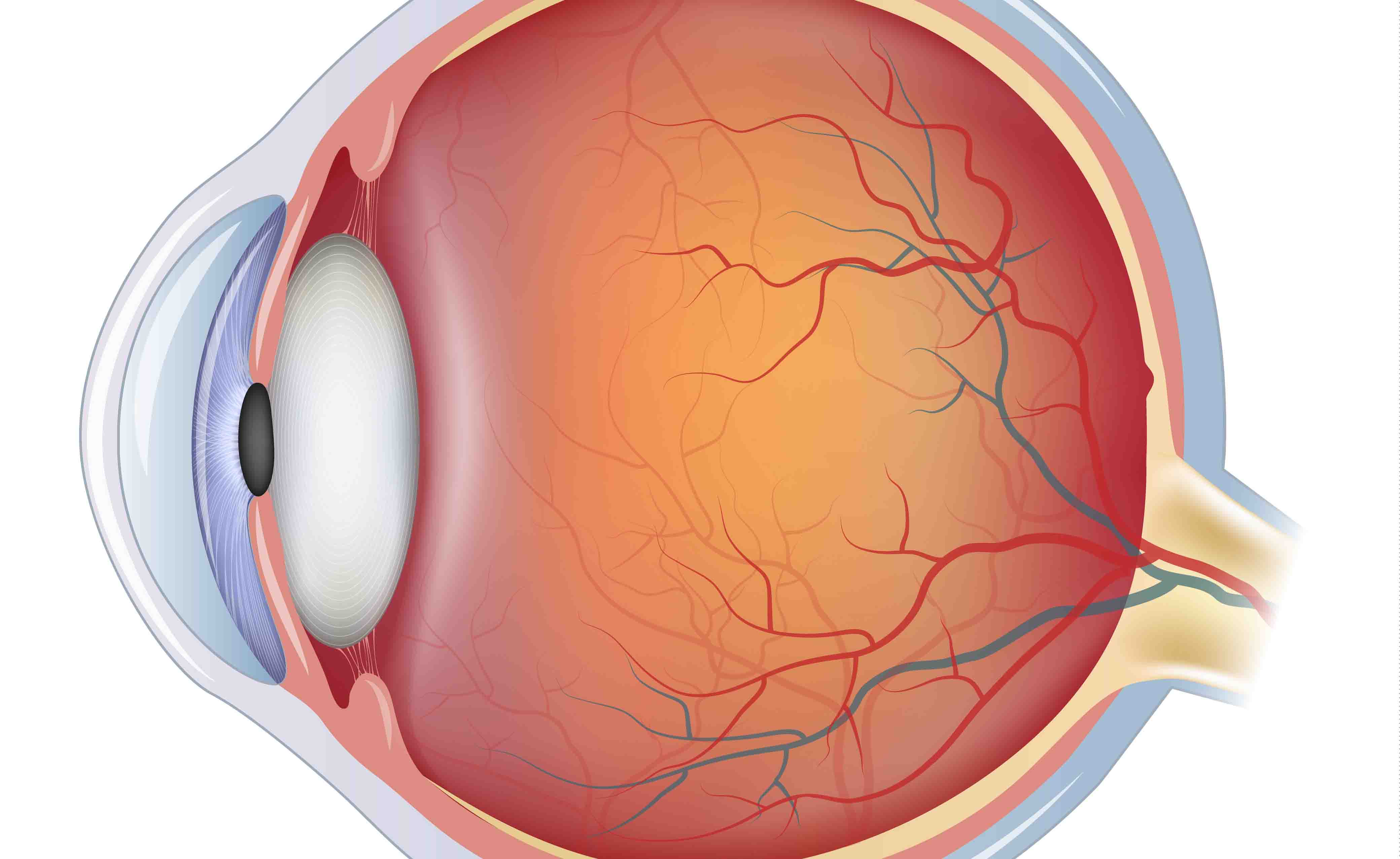 Test del campo visivo