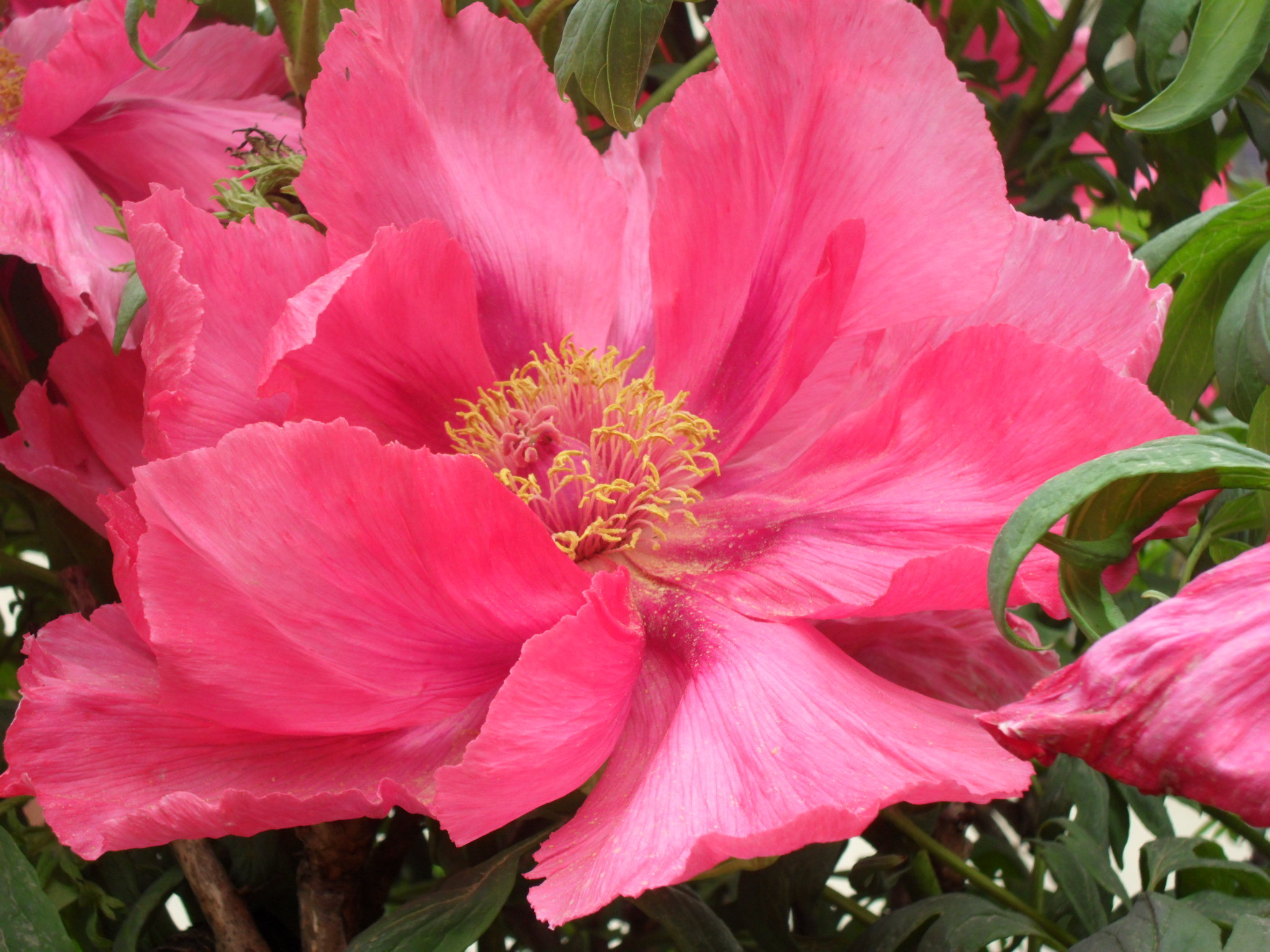 Antonella Bruschi Psicologo