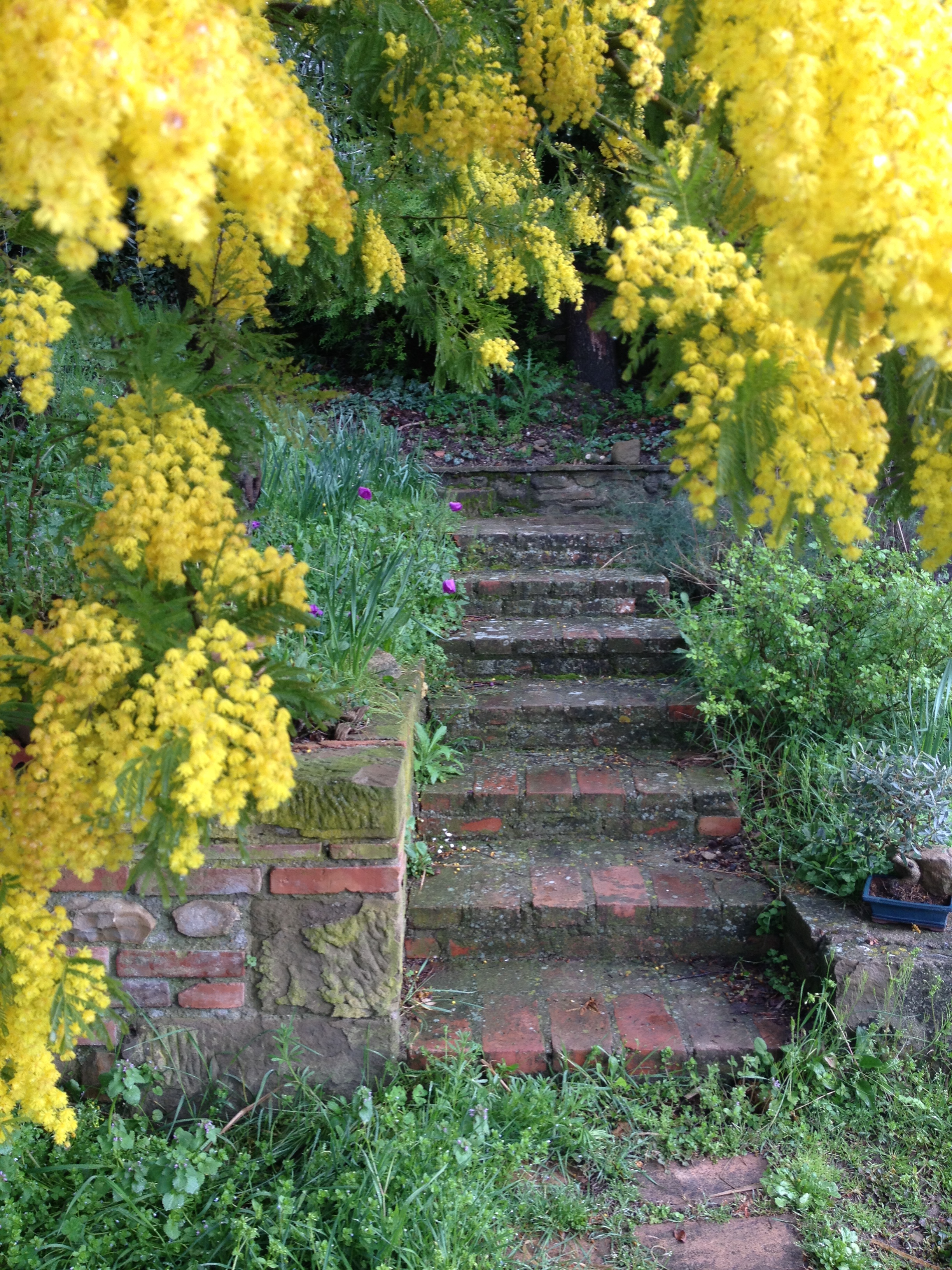 Dr. Maurizio Venezi Medico Chirurgo
