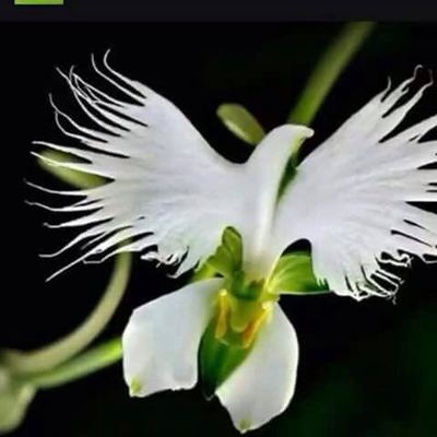 Dr.ssa Maria Lepri Psicoterapeuta