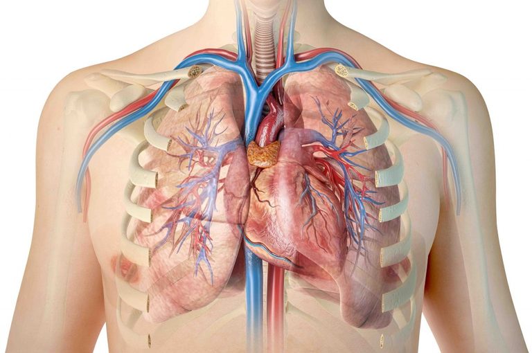 Peperoncino e cuore: il legame svelato da uno studio