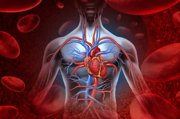 Cuore e massa muscolare: qual è il legame?