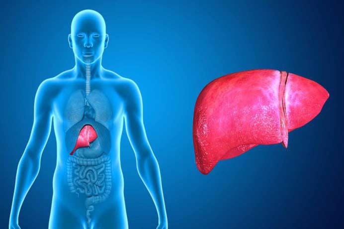 fegato ed epatite