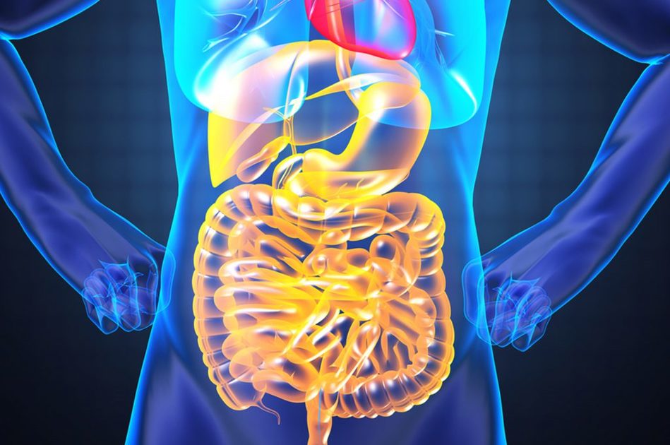 A cosa fa bene il rabarbaro: usi e proprietà