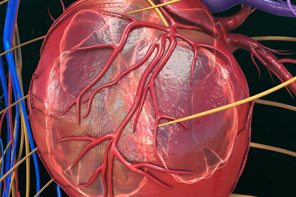 Ecocardiogramma transesofageo: come funziona, rischi, come si esegue l'esame