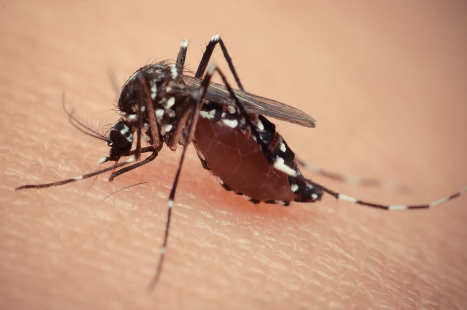 Perché le zanzare pungono me?