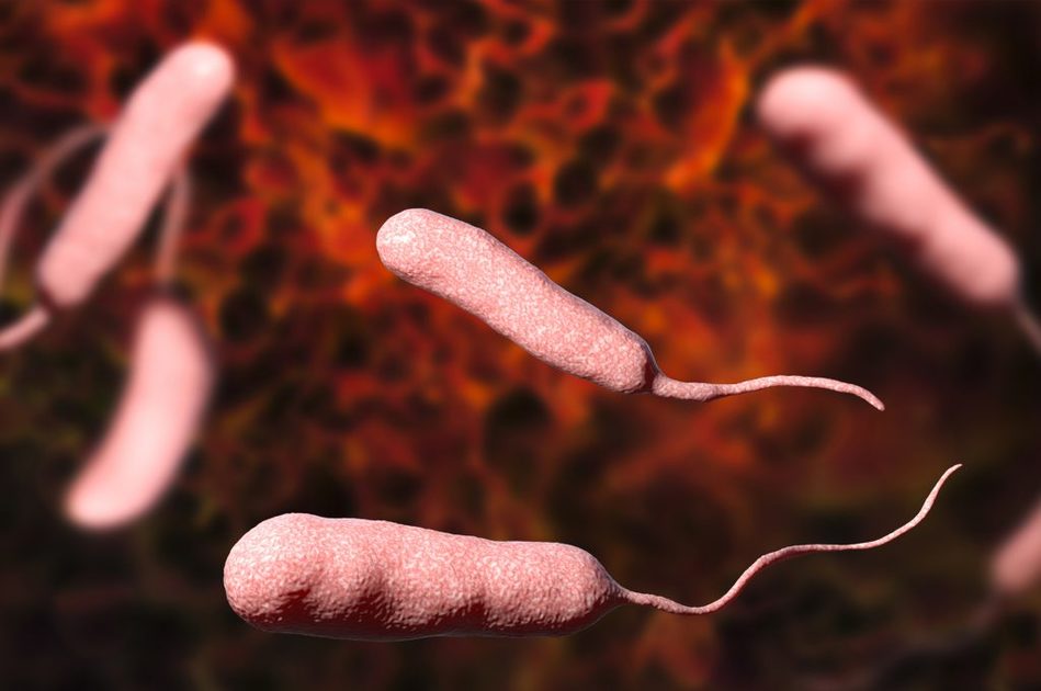 Vibrio Vulnificus, il batterio mangiacarne