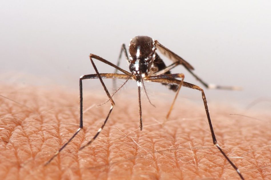 Caffè contro le zanzare: un rimedio naturale