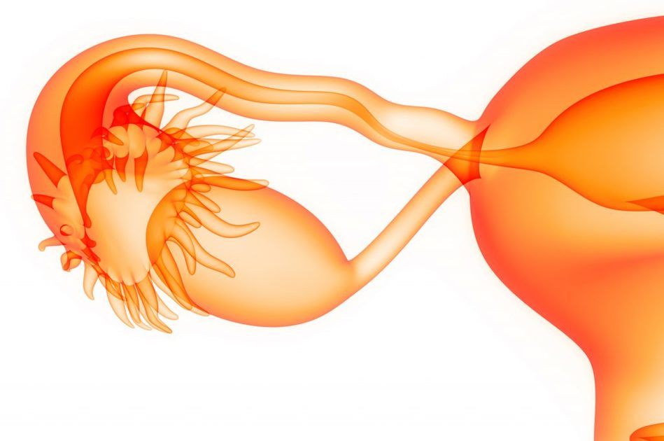 Menopausa e terapia ormonale sostitutiva a tutela della salute del cuore