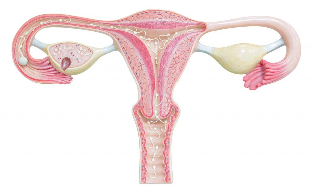 Le Conseguenze degli Squilibri Ormonali nelle donne