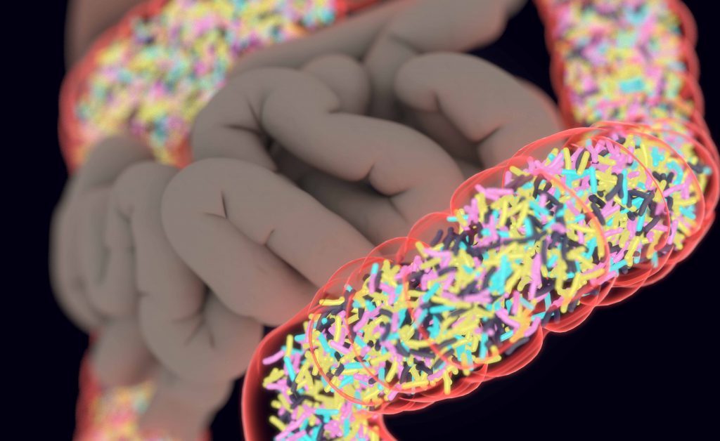 microbiota: qual è la funzione