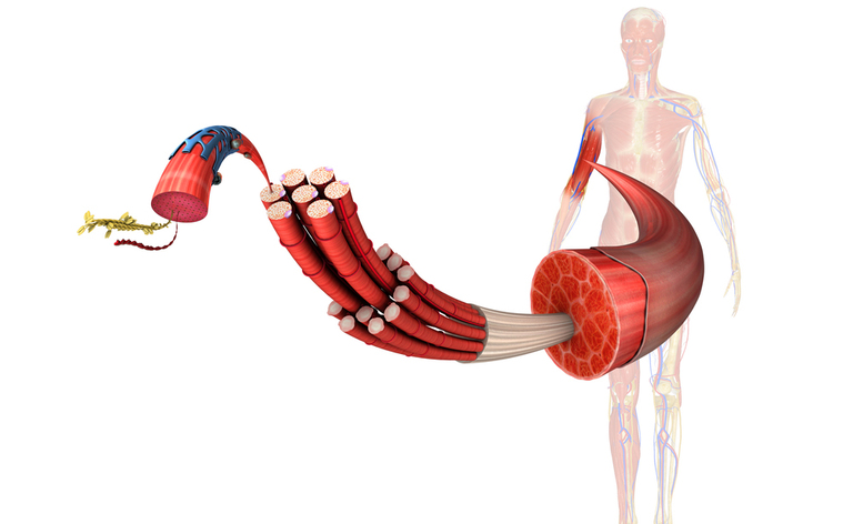 Cibi ricchi di proteine vegetali