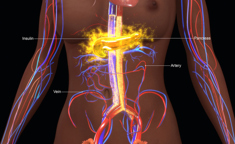 insulina e pancreas: le nuove cure