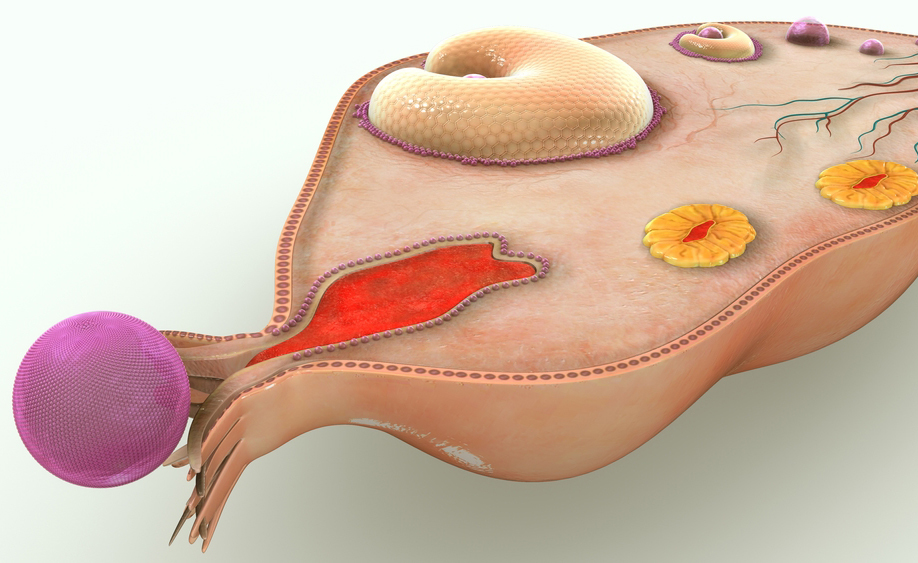 sindrome dell'ovaio policistico: i test da fare