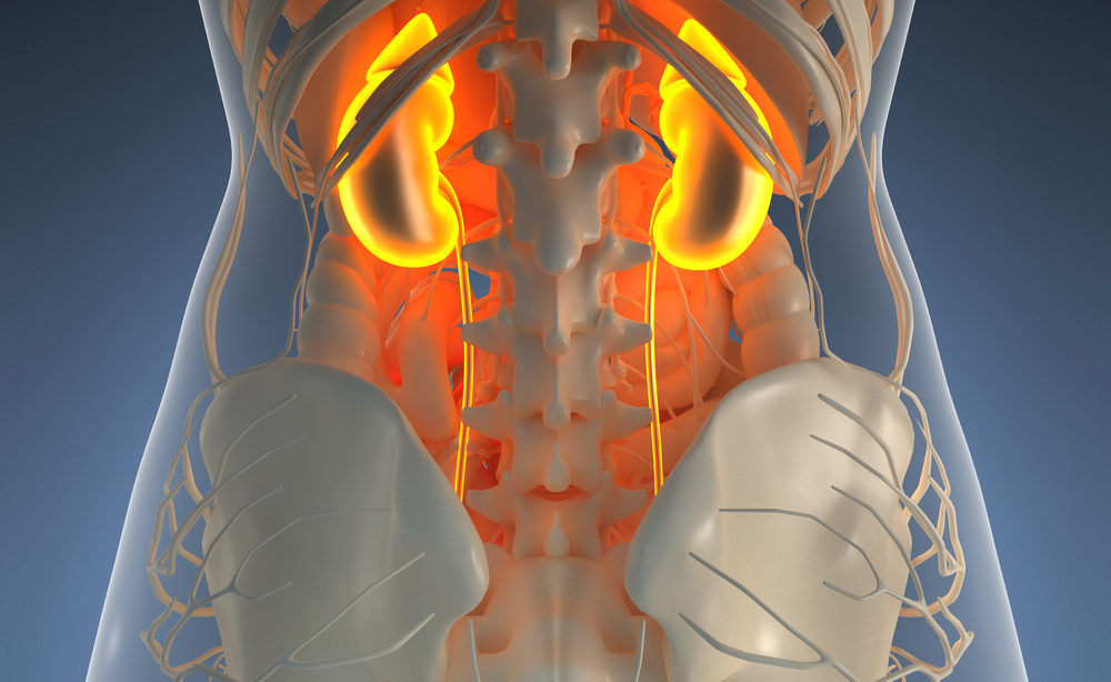 Trapianto di Reni? Ecco come la ANTR può essere utile al Paziente