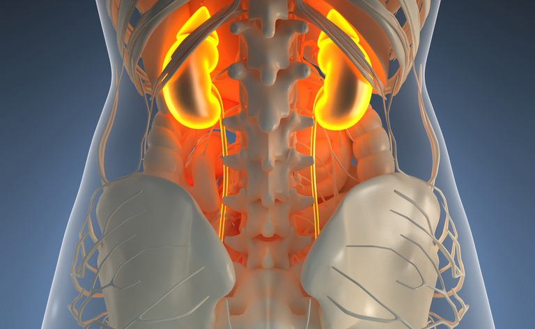 Trapianto di Reni? Ecco come la ANTR può essere utile al Paziente