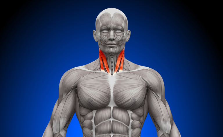 Circonferenza del collo e Rischio Apnee