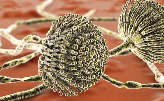 funghi all'orecchio: sintomi e cure