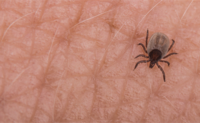 Quali sono le malattie trasmesse dagli insetti?