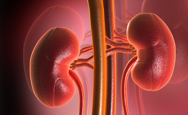 Le cisti renali sono pericolose? Cause e sintomi
