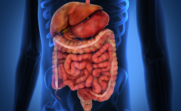 Intestino e Stitichezza: le Cause