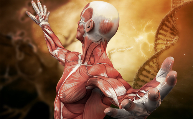 15 curiosità sul corpo umano: eccole