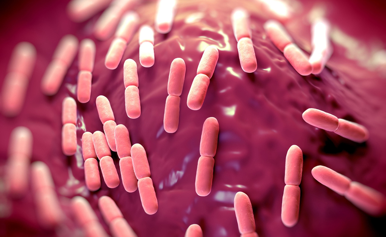 Lactobacillus paracasei LC11: contro la Cistite