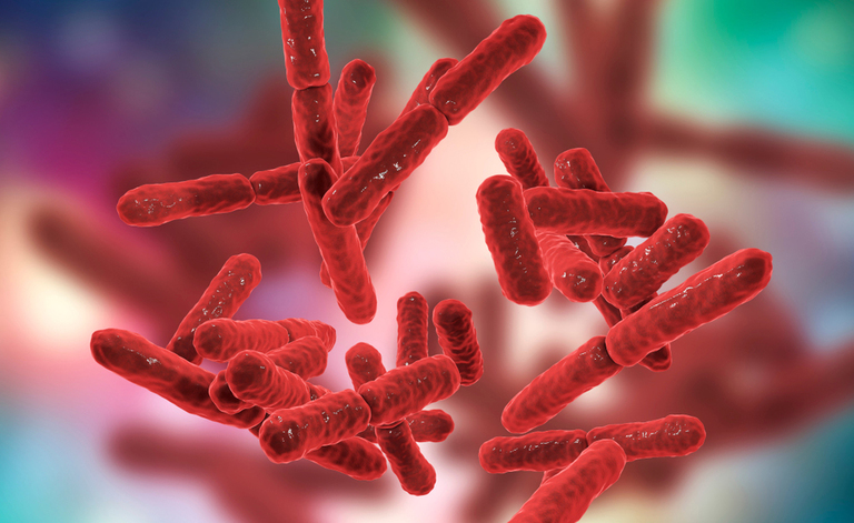 Flora intestinale: Come Riequilibrarla