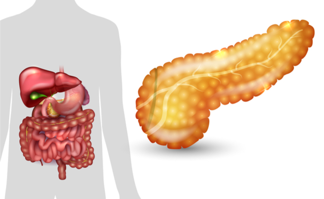Si può vivere senza pancreas?
