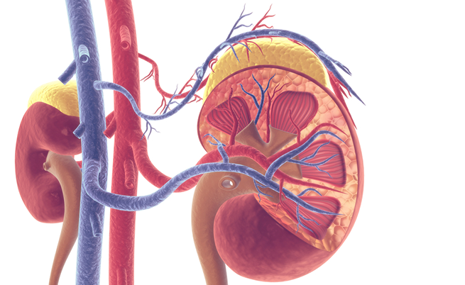 Rimedi per la vitamina b12 alta
