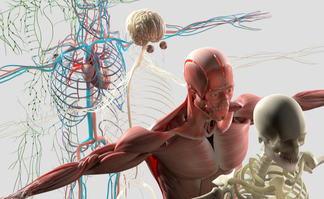 Scoperto un nuovo organo: interstizio