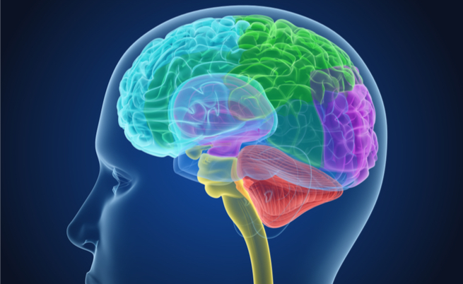 Il vino fa bene alla salute e al cervello: ma solo due bicchieri al giorno