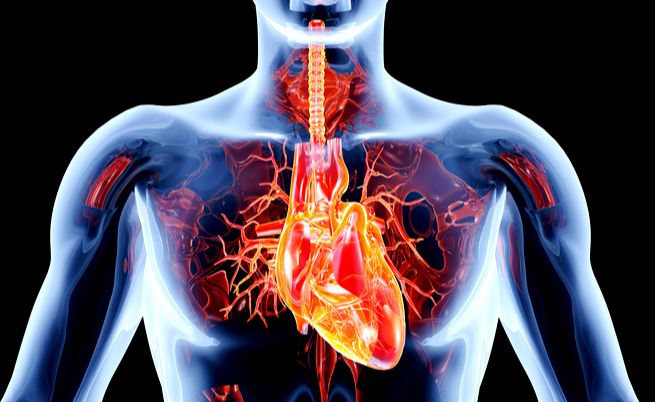 Malattie valvolari: cause, sintomi e cure