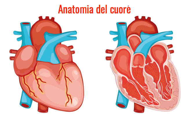 Vertigini e affaticamento: sintomi di Malattie valvolari
