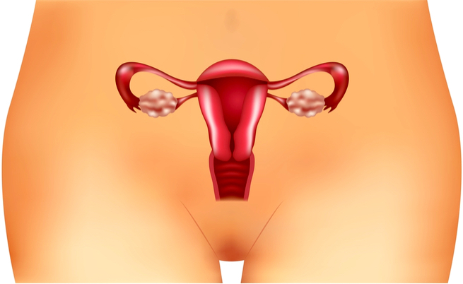 Il legame tra ovaio policistico e microflora intestinale