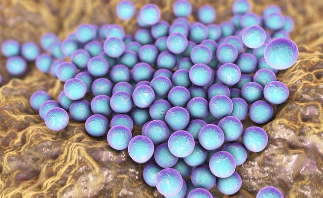 Ecco le infezioni provocate dallo stafilococco aureo