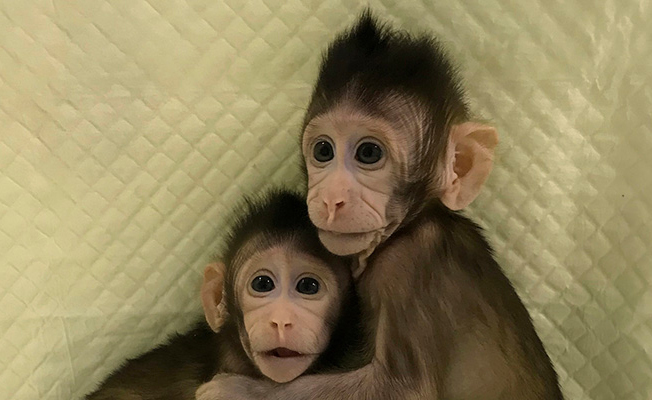 Clonazione macachi: è lecito clonare?