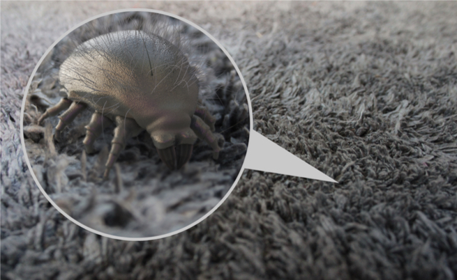 Rimedi per l'allergia agli acari della polvere: ecco i più efficaci