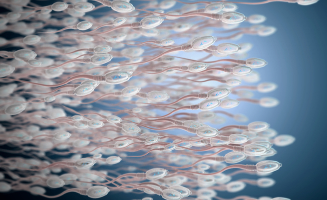 Spermatozoi: i giovani di oggi ne hanno meno dei loro padri