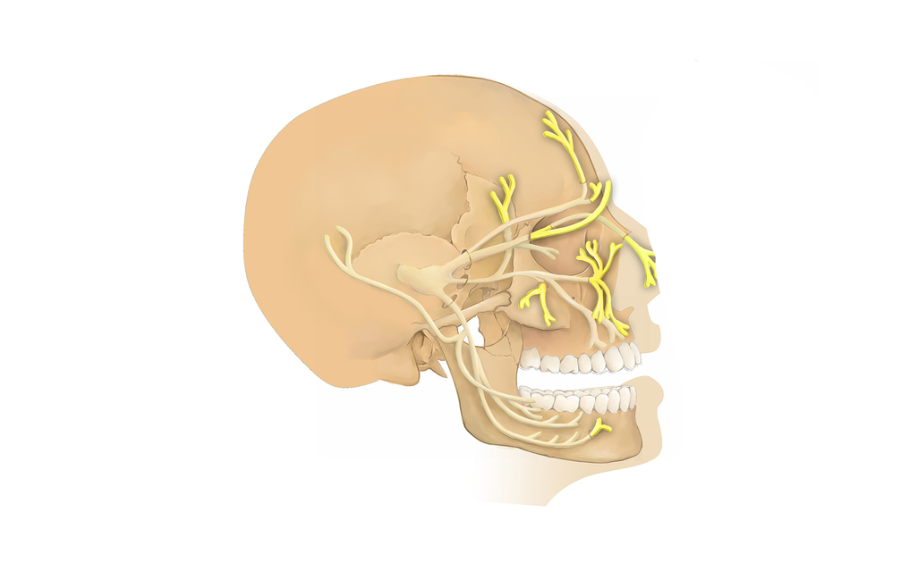 nervo trigemino: anatomia