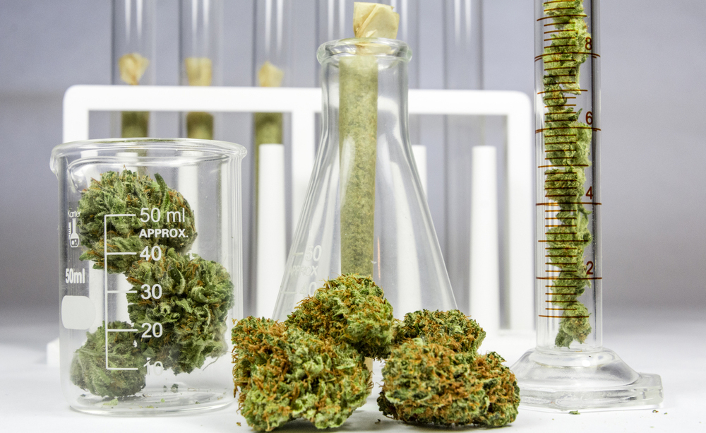 cannabis: ecco cosa dice la nuova proposta di legge sul suo uso terapeutico